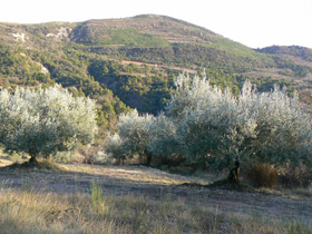 oliveraie-benivay-ollon-drome-fevifo