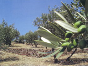 oliveraie-millas-fevifo