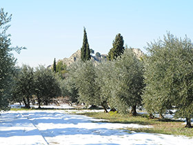 Pelissanne et ses oliviers sous la neige